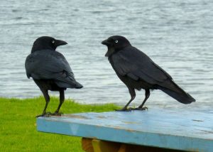 ravens-236333_960_7201