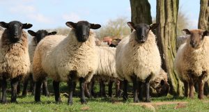 sheep-1306621_960_720