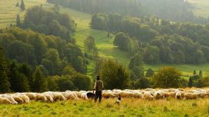 sheep-690198_960_7201